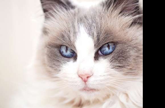 Close-up Blue Eyes Stare Animal Cat