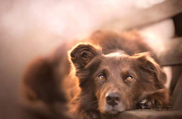 Close-up Dog Animal Australian Shepherd