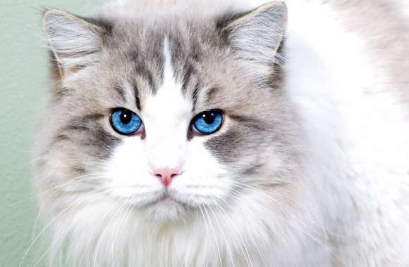 Close-up Face Blue Eyes Animal Cat