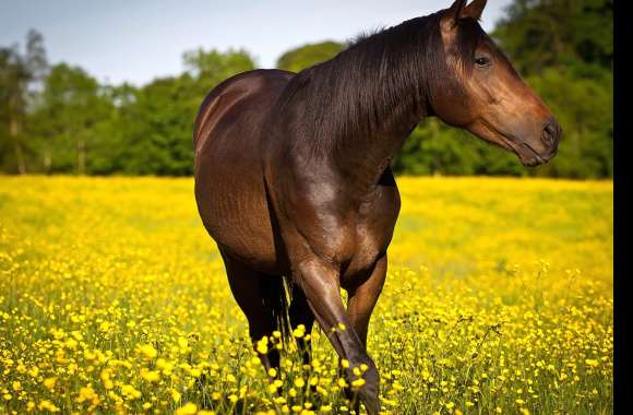 Close-up Flower Field Animal Horse