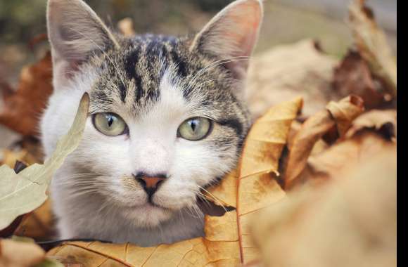 Close-up Leaf Animal Cat