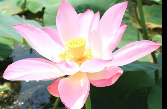 Close-up Nature Pink Flower Flower Lotus