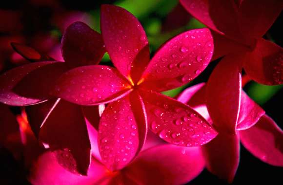 Close-up of Water Dropped Pink Plumeria Flower