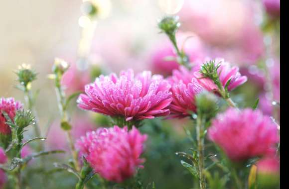 Close-up Pink Flower Nature Flower