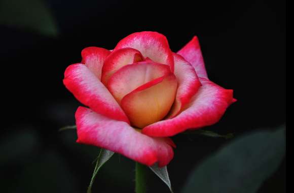 Close-up Stem Pink Rose Flower Nature Rose