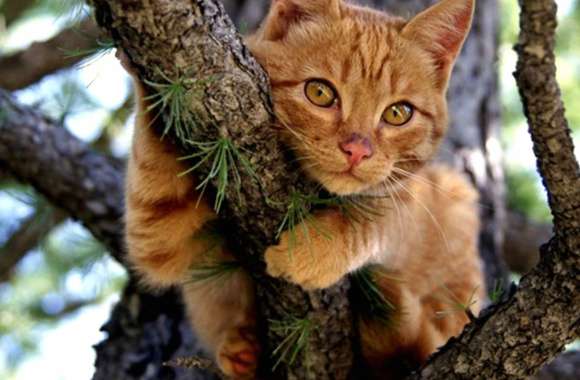 Close-up Tree Animal Cat wallpapers hd quality