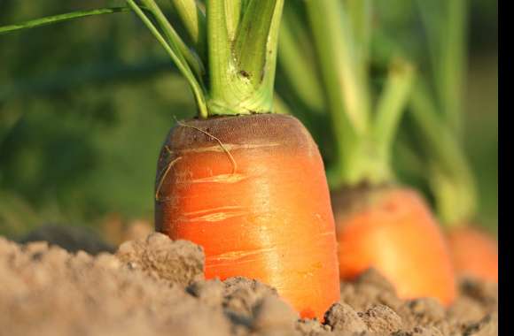 Close-up Vegetable Food Carrot