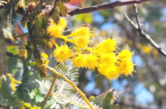 Closeup of Plants - Yellow Stalks wallpapers hd quality