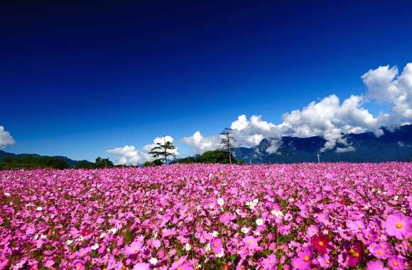 Cloud Sky Mountain Field Scenic Landscape Nature Flower