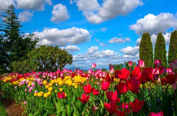 Cloud Sky Park Flower Nature Tulip