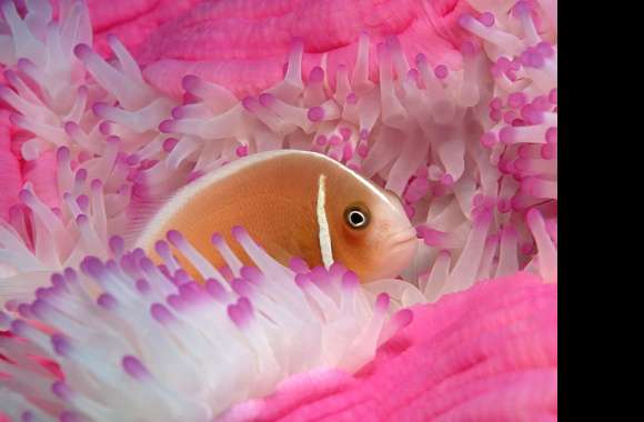 Clownfish and Anemone