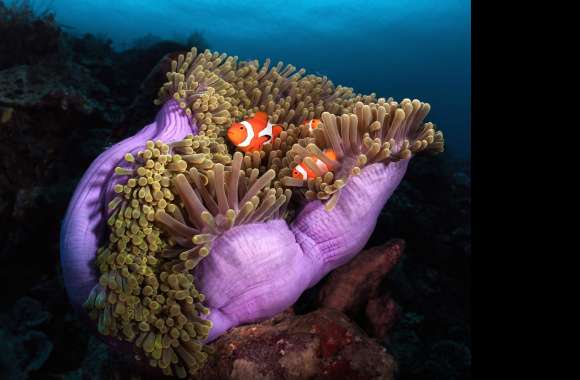 Clownfish Haven - HD Underwater Coral Life Wallpaper