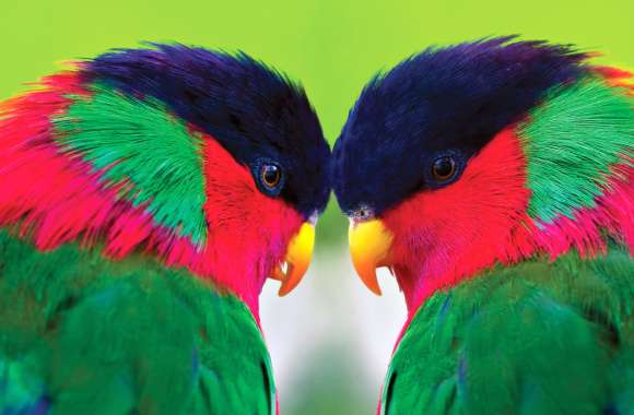 Collared Lory Parrot wallpapers hd quality