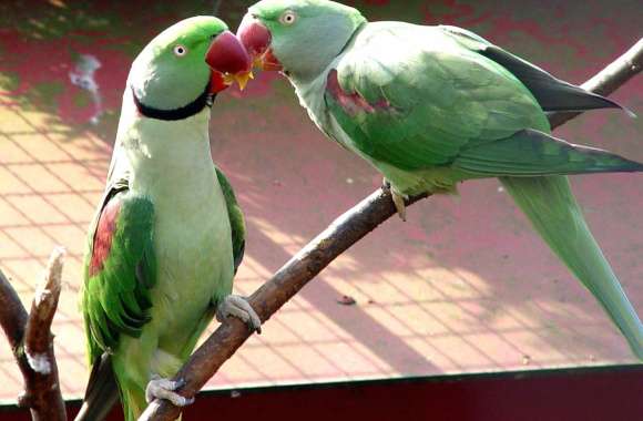 Colorful Alexandrine Parakeet Duo