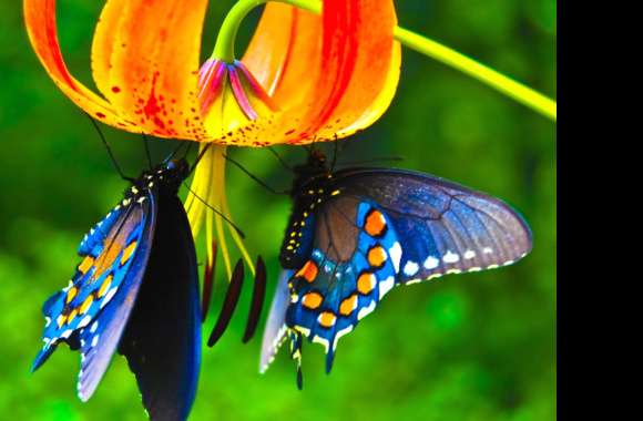 Colorful Flower Blue Animal Butterfly