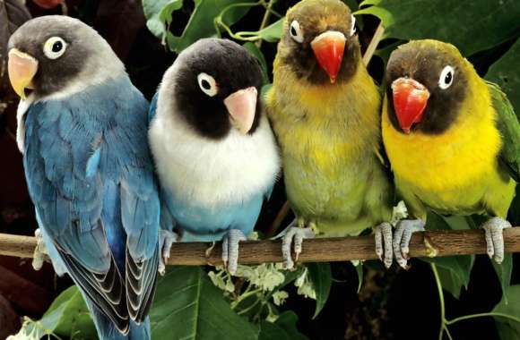 Colorful Lovebirds on Branch