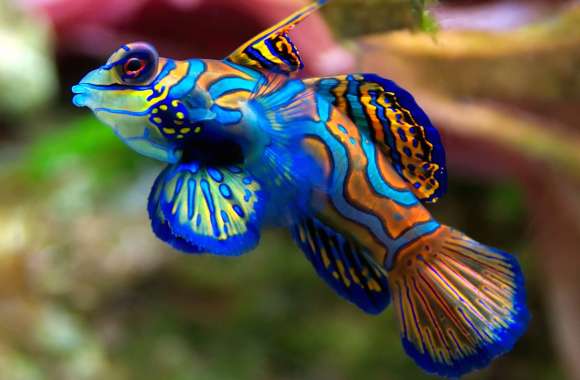 Colorful Mandarinfish wallpapers hd quality