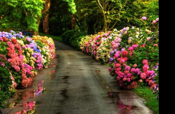 Colorful Spring Hydrangea Path