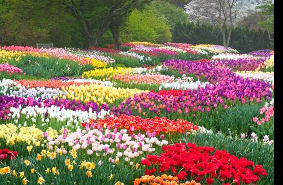 Colorful Spring Tulips in Netherlands
