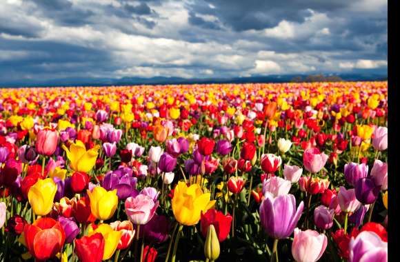 Colorful Tulip Field -