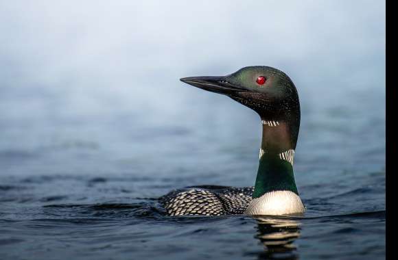 Common Loon Animal Loon wallpapers hd quality