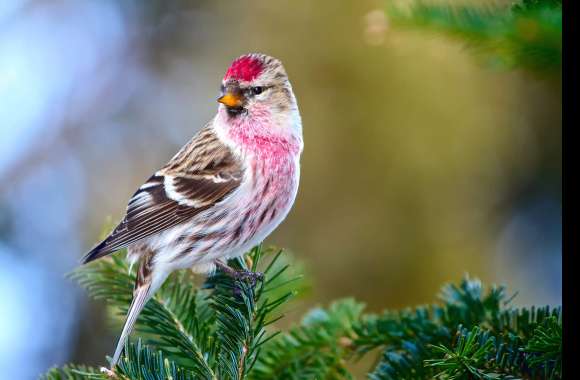 Common Redpoll Songbird Passerine Bokeh Branch Finch Animal Common Redpoll wallpapers hd quality