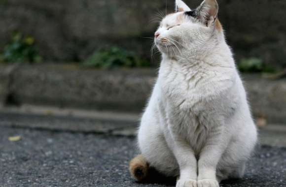 Contemplative Cat