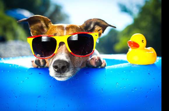 Cool Canine Vibes Summer Sunglasses Dog