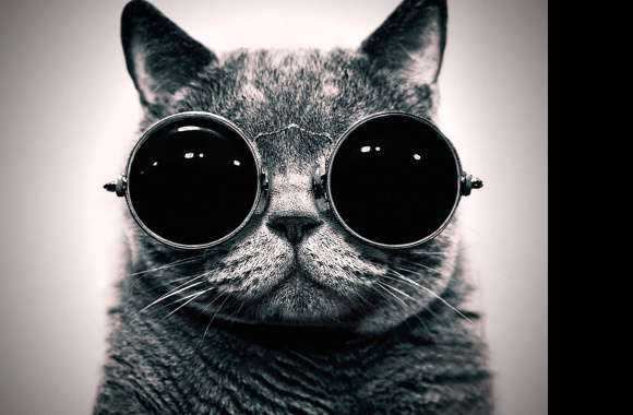 Cool Cat wallpapers hd quality