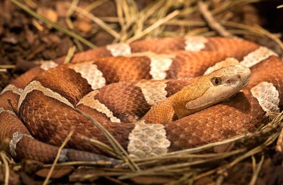 Copperhead Snake