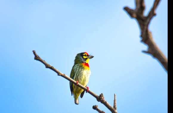 Coppersmith Barbet Animal Barbet wallpapers hd quality