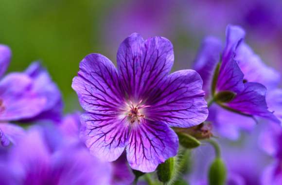 Cosmos Nature Flower