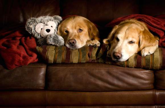 Couch Cuddles with Golden Retrievers