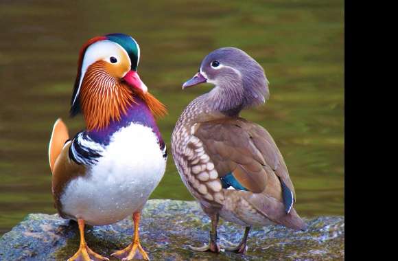 Couple Duck Bird Animal Mandarin Duck