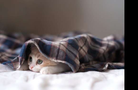 Cozy Cat