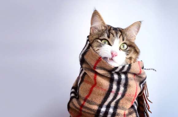 Cozy Cat in Scarf -