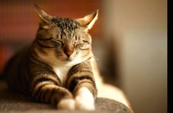 Cozy Cat Nap -