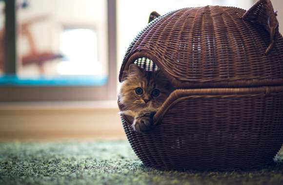 Cozy Cat Retreat -