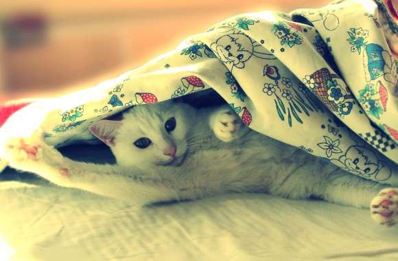 Cozy Cat Under a Blanket