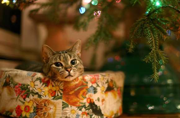 Cozy Christmas Cat