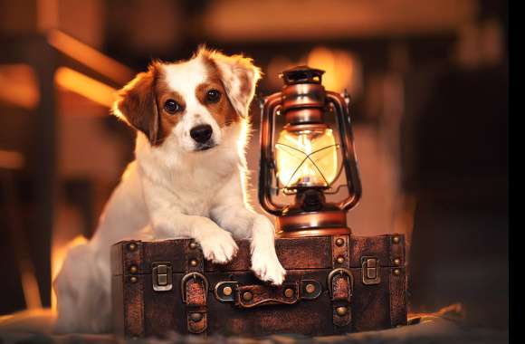 Cozy Dog with Lantern and Suitcase