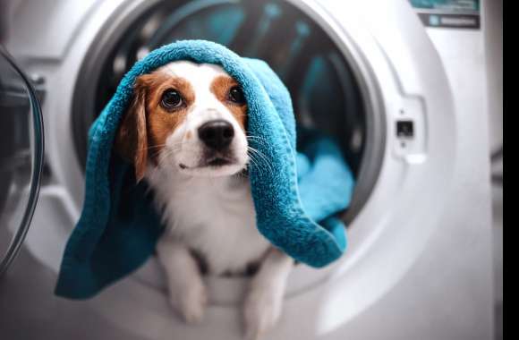 Cozy Dog with Towel -