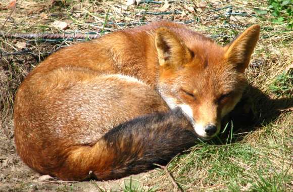 Cozy Fox