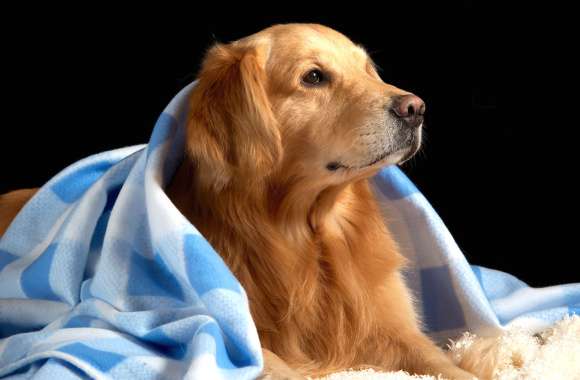 Cozy Golden Retriever