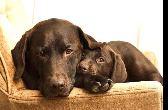 Cozy Labrador Puppy and Parent -