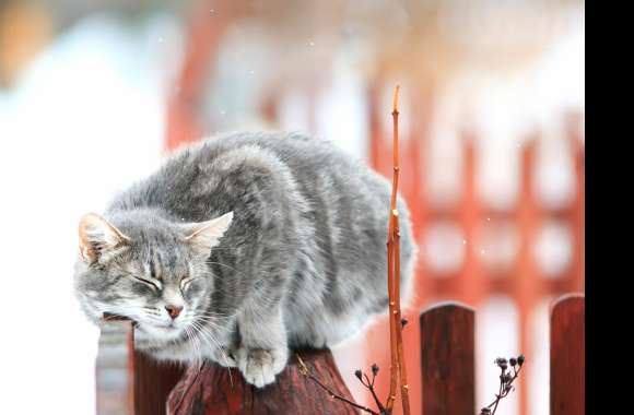 Cozy Winter Cat -