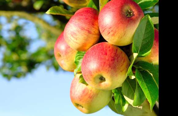 Crisp Apples A Stunning Delight