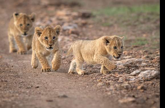 Cub Animal Lion
