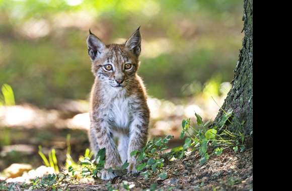 Cub Animal Lynx