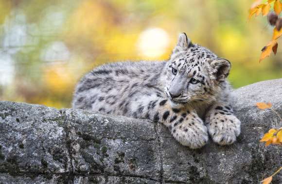 Cub Animal Snow Leopard